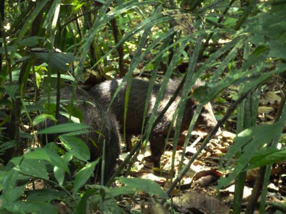 Bando de catitus caminham pela floresta no Parque Nacional Corcovado, na Península de Osa, no sul da Costa Rica